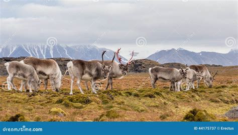 Herd of Arctic reindeer stock image. Image of north, antlers - 44175737