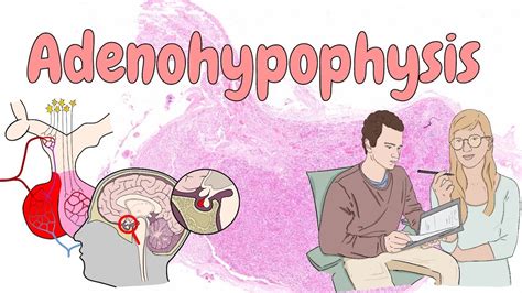 Adenohypophysis - endocrine system histology - YouTube