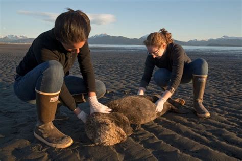 Climate Change Has Doubled the Frequency of Ocean Heat Waves - Scientific American