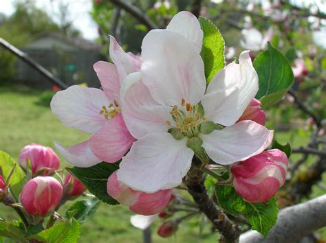 inkspired musings: Apple Blossom Promises