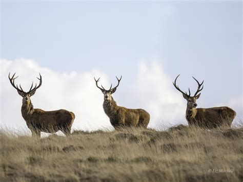 Deer On Exmoor | Red Deer | Roe Deer | Fallow Deer | Exmoor Wildlife ...