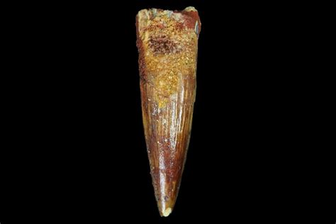 1.26" Juvenile Spinosaurus Tooth - Real Dinosaur Tooth (#80104) For Sale - FossilEra.com