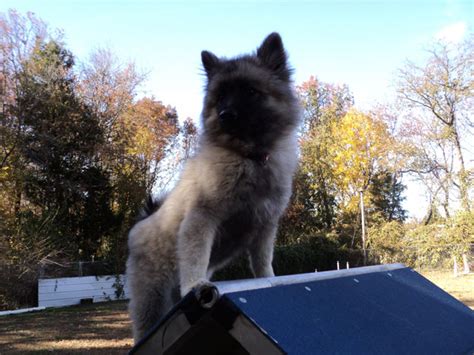 A Reputable Breeder - Clingmey Keeshond Puppies