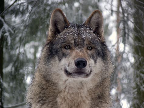 Archivo:Grey wolf P1130270.jpg - Wikipedia, la enciclopedia libre