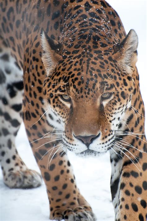 Jaguar in Snow | Brian Walter | Flickr