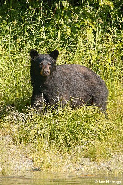 Black Bear | Black bear, Kenai fjords national park, Bear photos