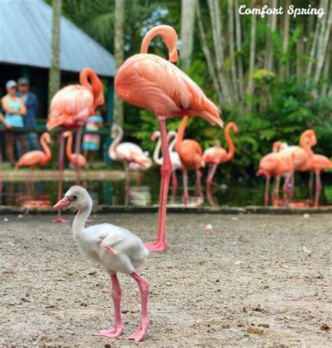 Flamingo Gardens & Wildlife Sanctuary | Wildlife sanctuary, Wildlife, Flamingo garden