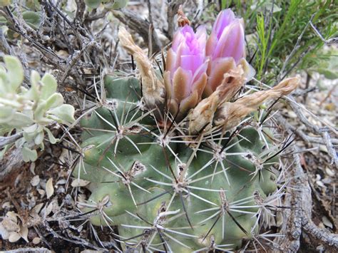 Learn about Endangered Plants of Colorado | Denver Botanic Gardens