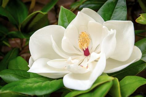 Magnolia Tree Florida: The No1 Southern Natural Beauty - Plantisima