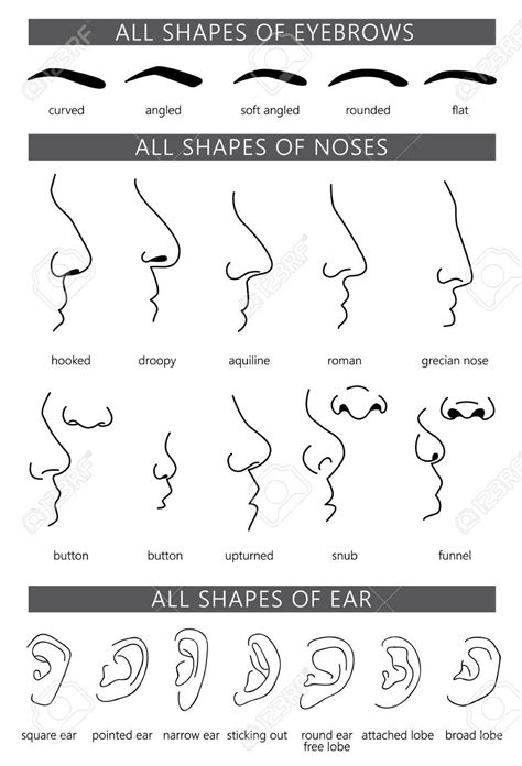 Differently shaped noses types of the human nose – Artofit