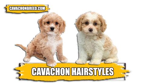 Cavachon Hairstyles – Complete Guide - Cavachon Breed