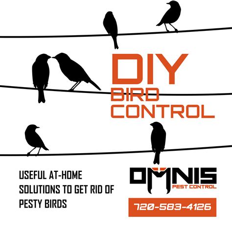 DIY Bird Control Methods - Bird Removal - OMNIS Pest Control