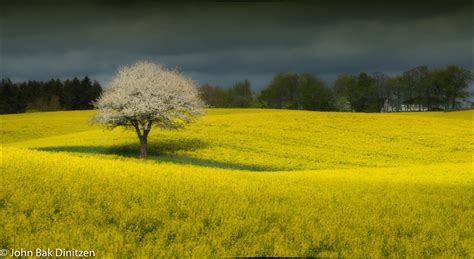 Rapeseed field by Vuillaume - Pentax User