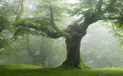 nature, Forest, Trees, Green Wallpapers HD / Desktop and Mobile Backgrounds