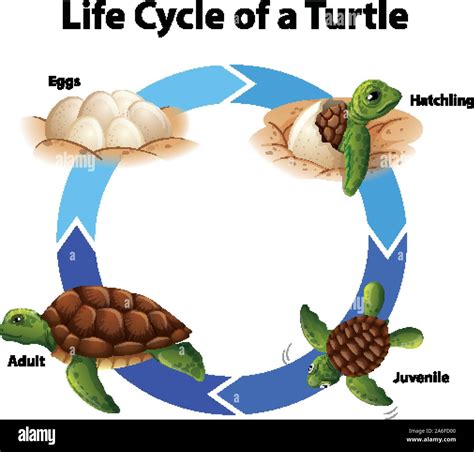 Life Cycle Of Sea Turtles See | Images and Photos finder