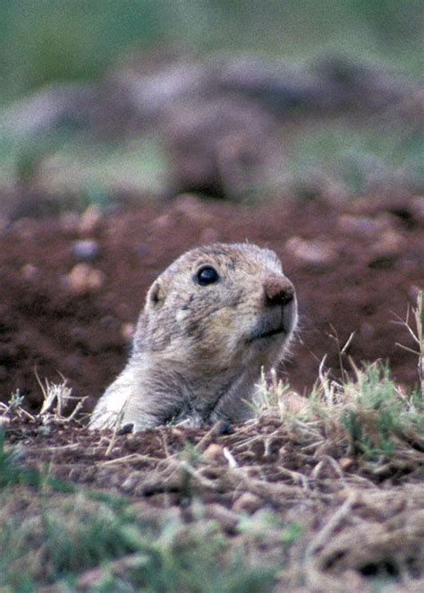 Mexican Prairie Dog (Cynomys mexicanus)