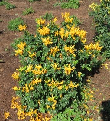 Concept Plants | Tecomaria capensis Cape Town Orange & Yellow