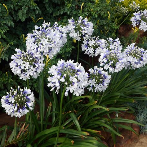 Agapanthus Twister | J Parker Dutch Bulbs