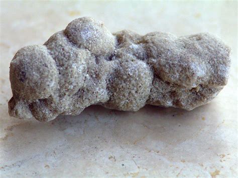 Fossilized: Fossilized Poop