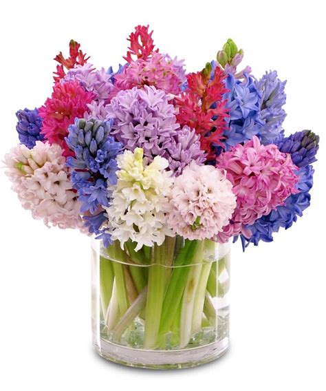 Hyacinth Vase: This colorful assortment of hyacinths is perfect for ...