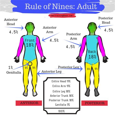 Rule of Nines for EMS - EMT Training Base