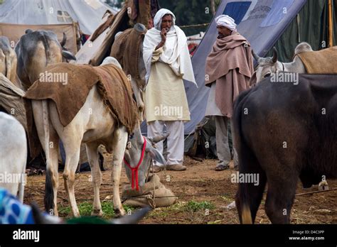 Nagaur Cattle Fair, Nagaur, Rajasthan, India Stock Photo - Alamy