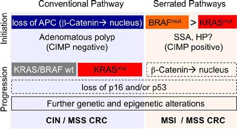 Roles of KRAS (red) and BRAF (orange) in distinct progression pathways... | Download Scientific ...