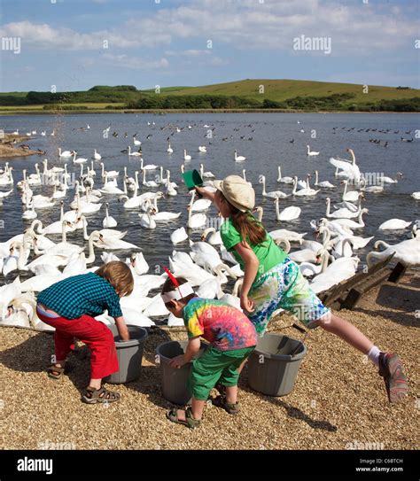 Children help at feeding time at the Swannery, a hugely popular tourist attraction near the ...