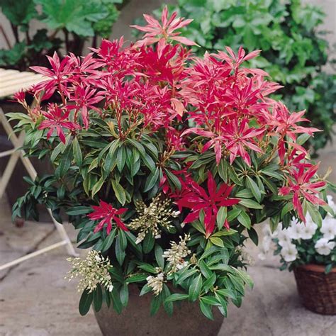 Pieris Forest Flame | Colorful shrubs, Evergreen shrubs, Garden shrubs