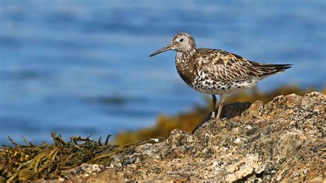 Extremely Rare (and Lost) Bird Seen Vacationing Near the Coast of Maine | Coast, Endangered ...