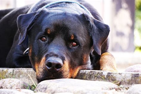 Rottweiler cropped ears: Why it isn't done (+bans list)