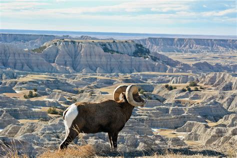 Bighorn Sheep Badlands South Dakota Photograph by Kyle Hanson - Fine Art America