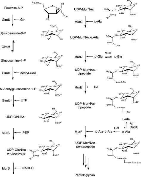 Figure 1 from Cytoplasmic steps of peptidoglycan biosynthesis. | Semantic Scholar