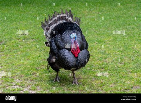 Norfolk black turkey portrait hi-res stock photography and images - Alamy