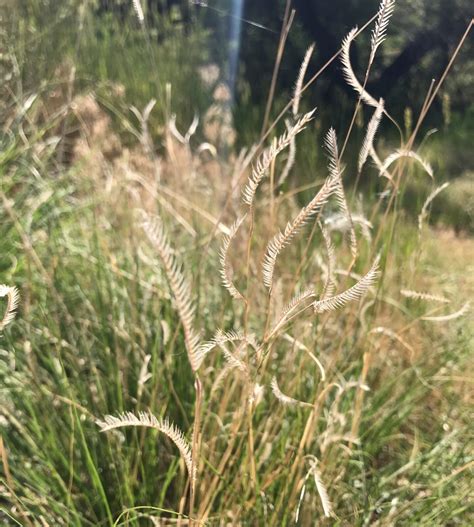 Blue grama - Restorative Landscape Design: Using native plants and permaculture principals