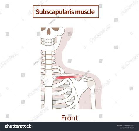 Illustration Anatomy Subclavius Muscle Stock Vector (Royalty Free ...