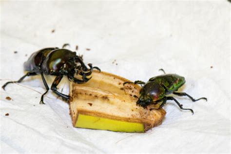 Zoo Celebrates Insect Week with Rare Rainbow Stag Beetles - The Houston Zoo