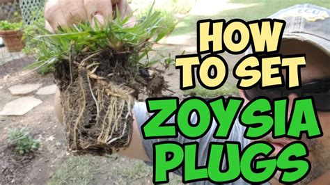 How to set ZOYSIA plugs - YouTube