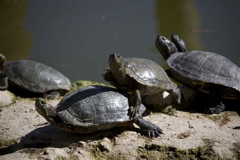 Turtle, Tortoise, Terrapin | | All Turtles