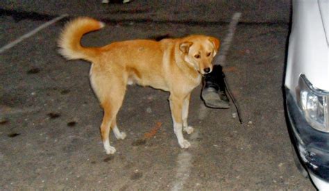 Sabrina in Bhutan: Gangster Dogs of Bhutan