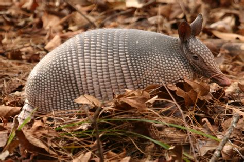 Lêer:Armadillo2.jpg - Wikipedia