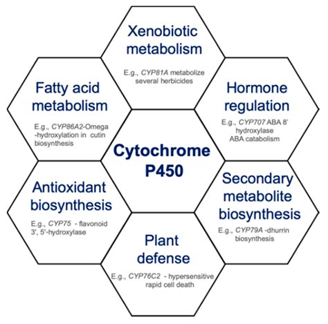 Unveiling the Role of Porphyrins in Hepatic Phase 1 Detoxification ...