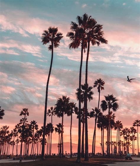 Pin on pretty palms ♡ | Los angeles palm trees, California palm trees, Palm trees wallpaper