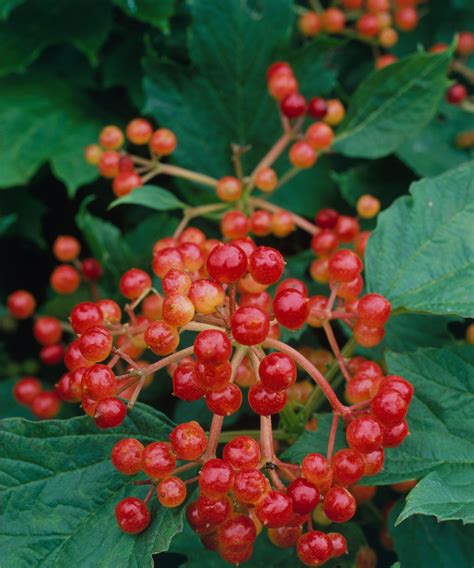 Shrubs with berries: 15 of the best varieties | Gardeningetc