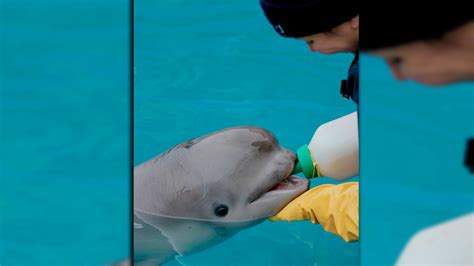 SeaWorld: Sick beluga whale 'appears to be responding to...