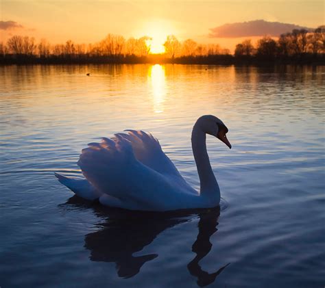 beautiful swan on the lake at sunset - Birds Photo (36100429) - Fanpop