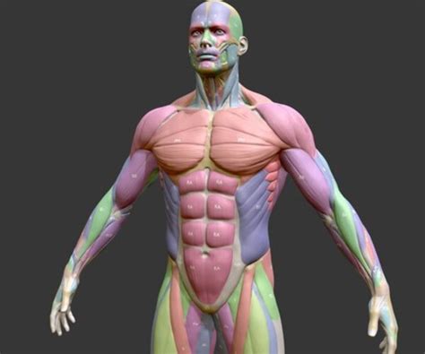 ArtStation - Écorché Musclenames Male Anatomy | Resources