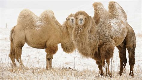 Can A Dromedary Birth A Bactrian Camel / Dromedary camels have one hump ...