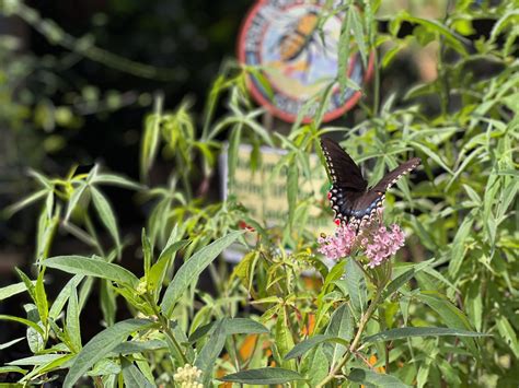 Florida Native Butterfly Plants