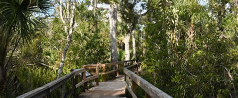 Big Cypress Bend Boardwalk | Florida State Parks | Florida state parks, Boardwalk, State parks